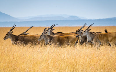 EXPERIENCE SOUTH AFRICA