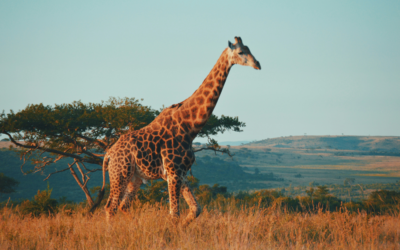 South Africa Golf Tour 2025